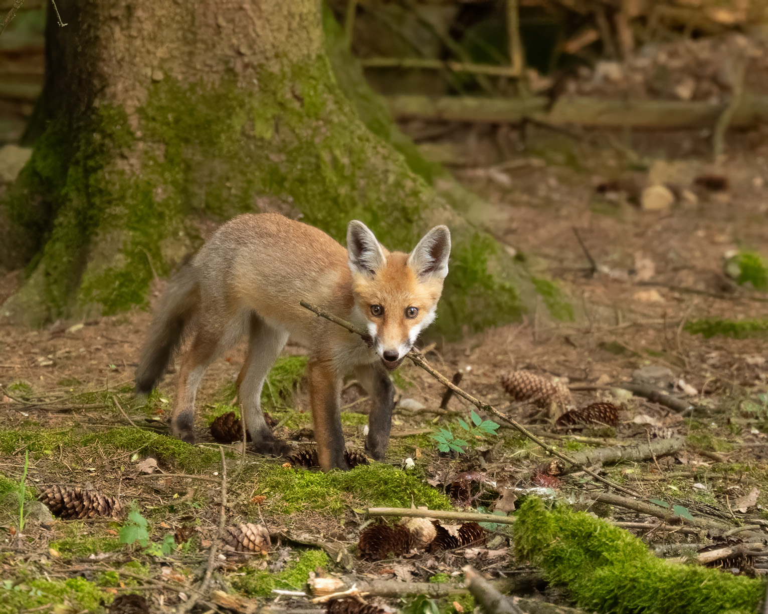 Verspielter Jungfuchs