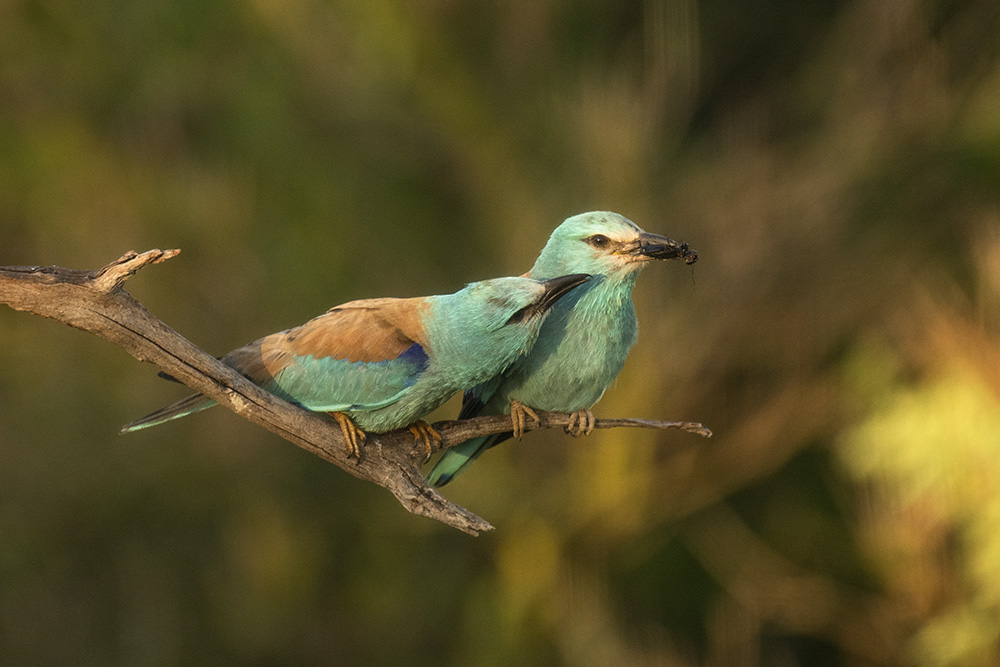 Liebesgeflüster unter Blauracken :-)