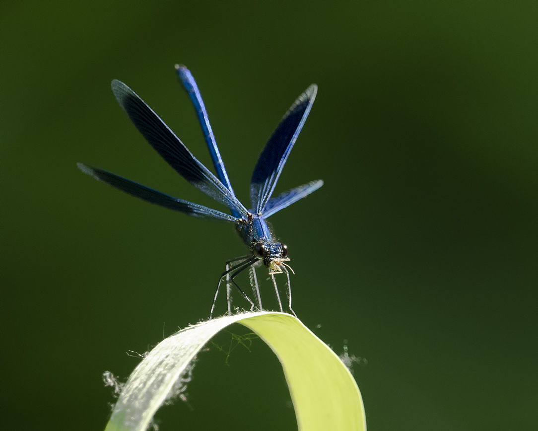 gebänderte Prachtlibelle, die eine Blattlaus oder so frisst
