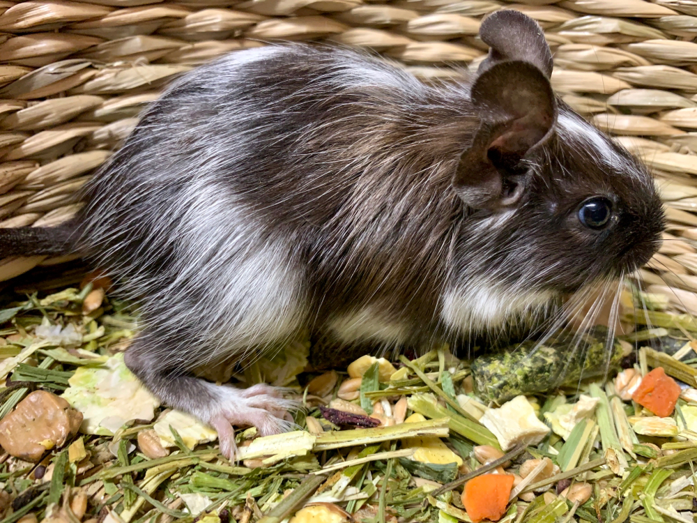 Degu Schwarz Schecke