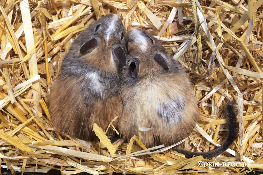 Degu Tricolore