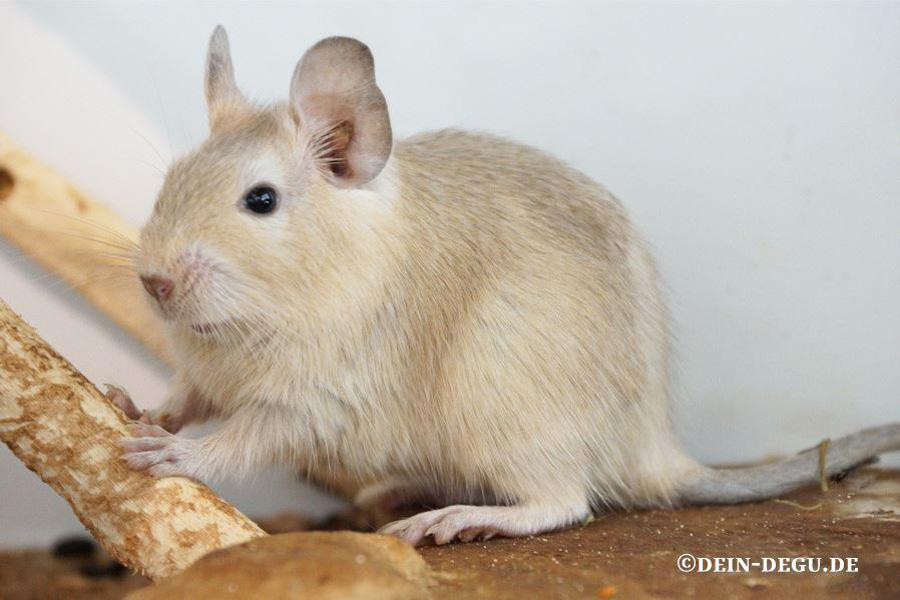 Degu Cream Uni