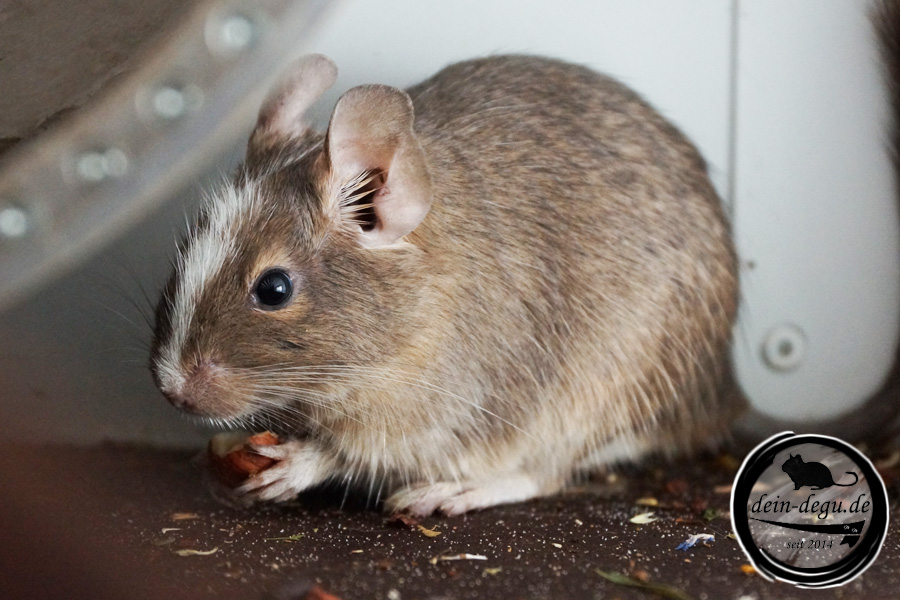 Degu Blau Schecke