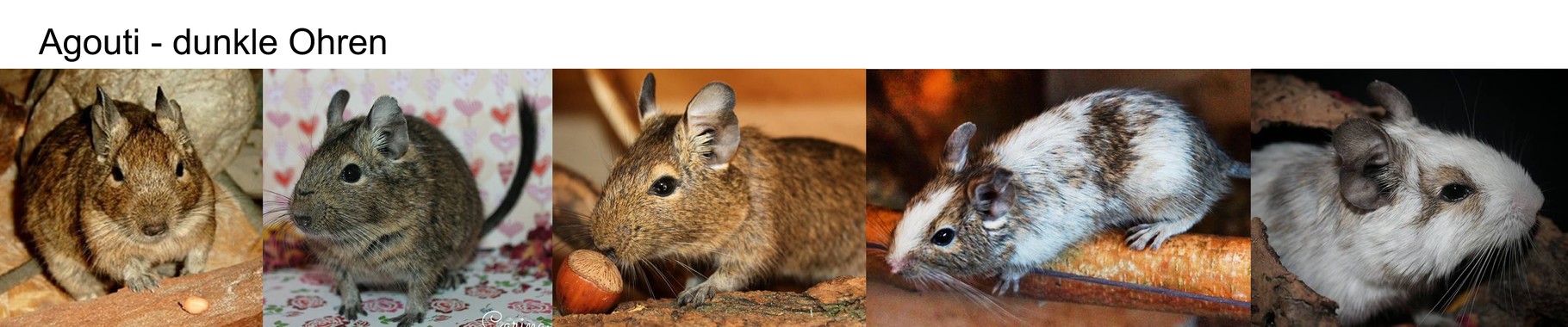 Degu Agouti Scheckungen