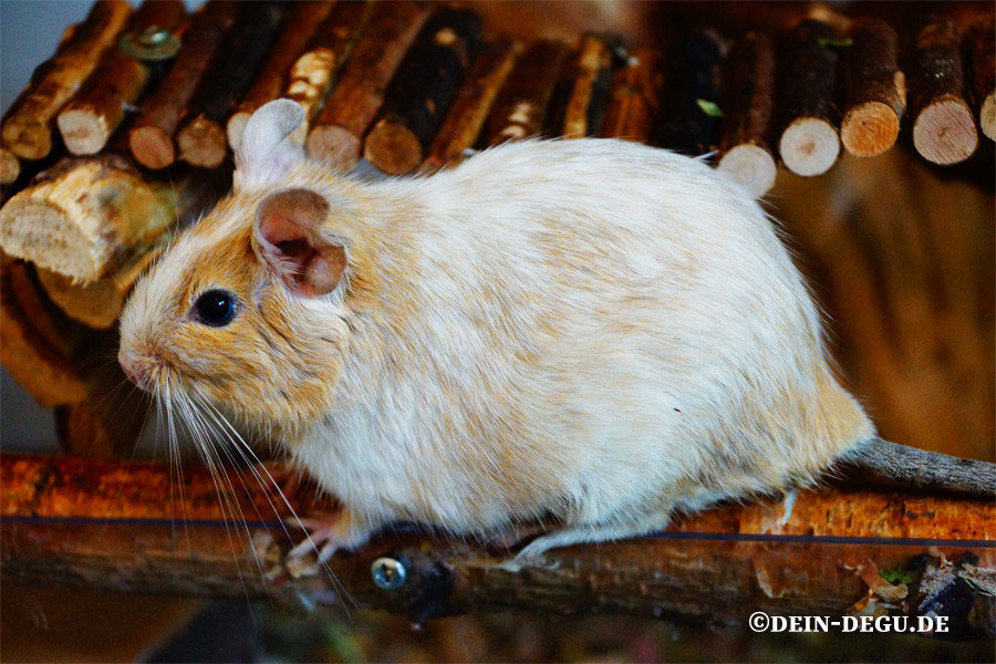 Degu Sand Schecke