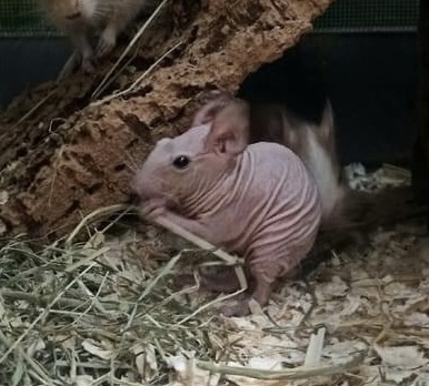 Degu Nackt Haarlos Qualzucht Defektzucht hairless nacked