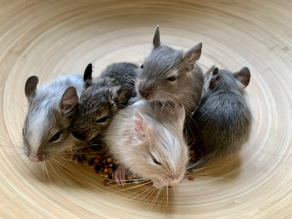 Dein-Degu Würfe und Babys, Degubabys