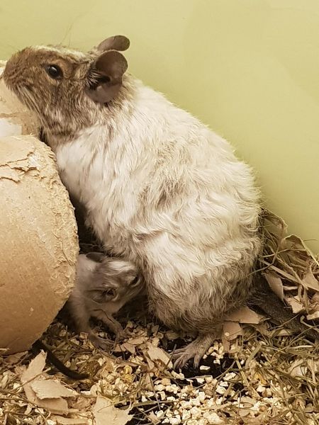 Degu Rex Fell Qualzucht Defektzucht