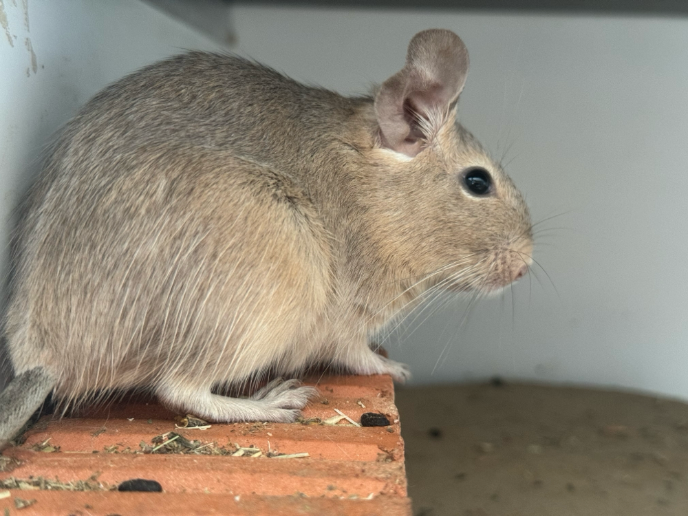 Degu 