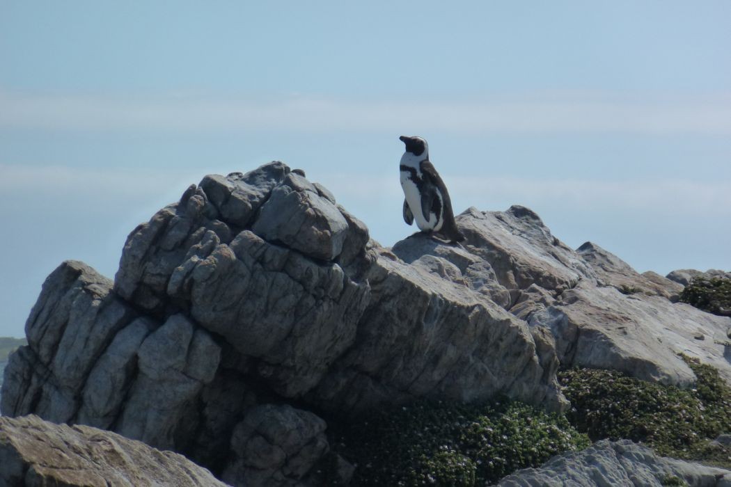 Pinguine