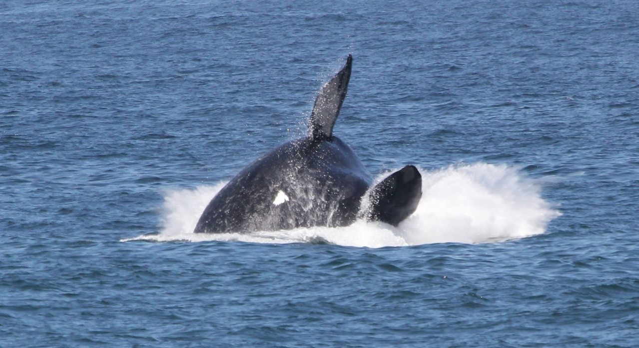 Wale in Hermanus