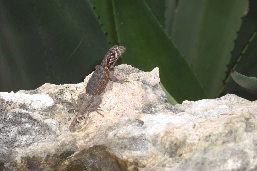 Gekko