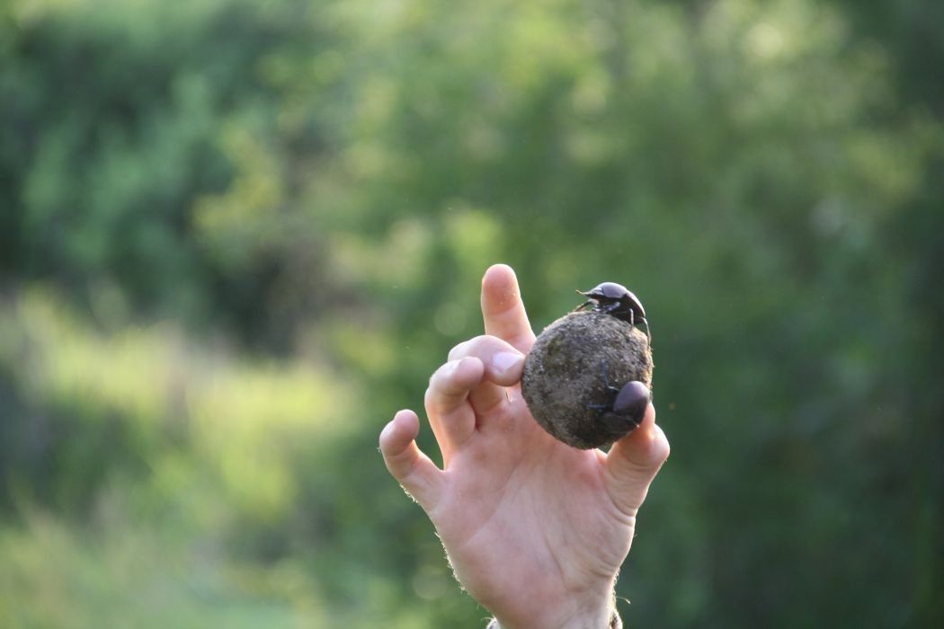 Mistkäfer