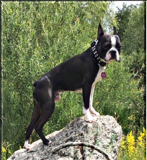 Bostenterrier