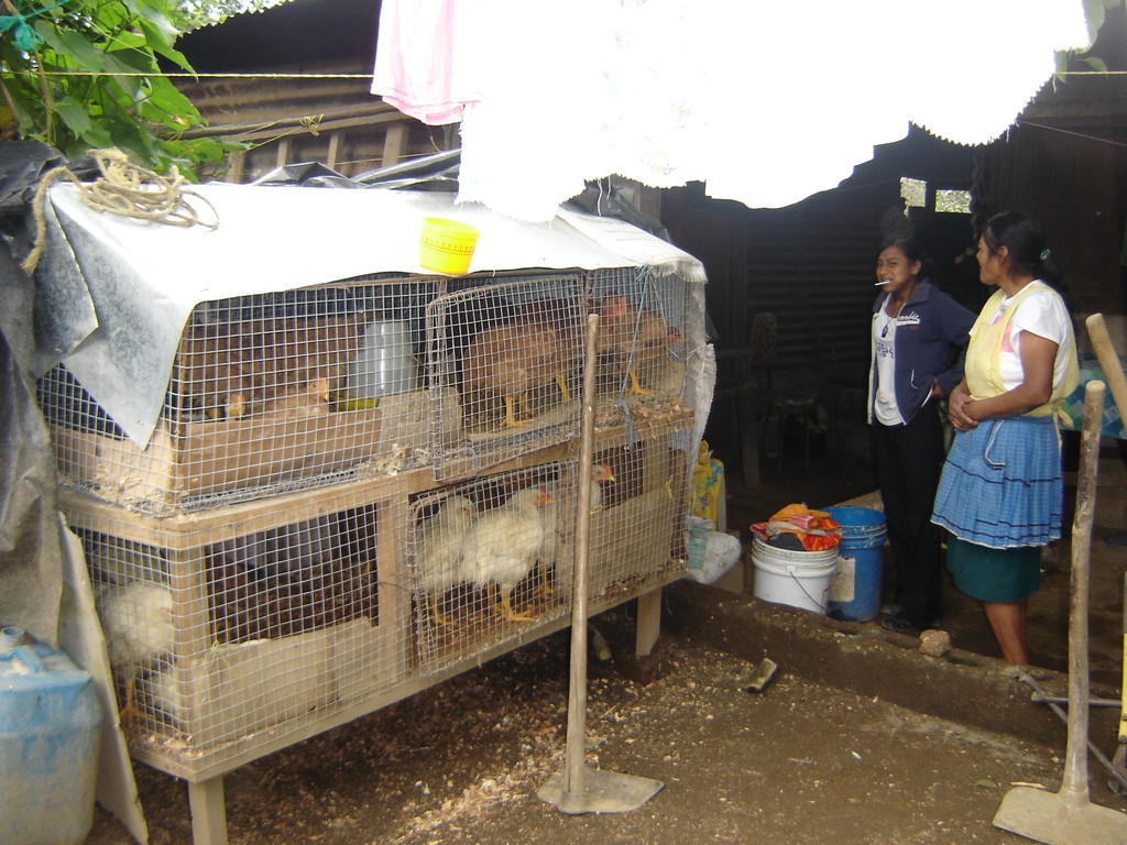PRE CONSTRUCT: chicken coop