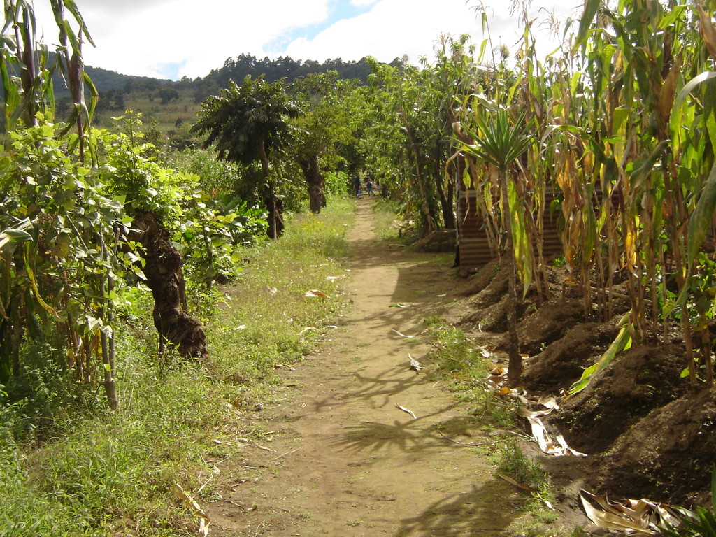 path leading to their home