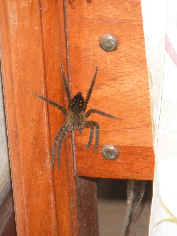 HUGE spider we found on Jake's bed while he was sleeping!