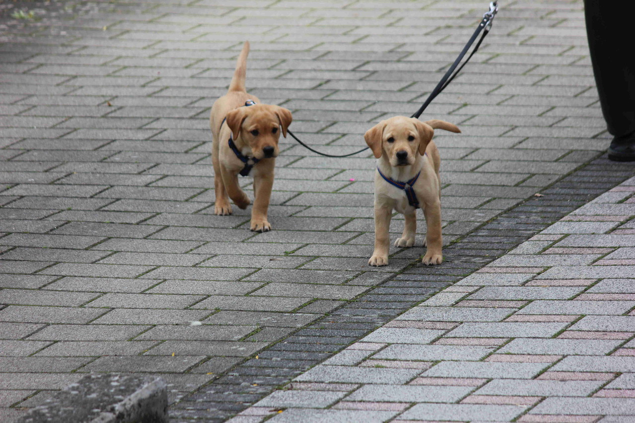 Emma und Frodo beim ersten Gassigehen. War das aufregend.