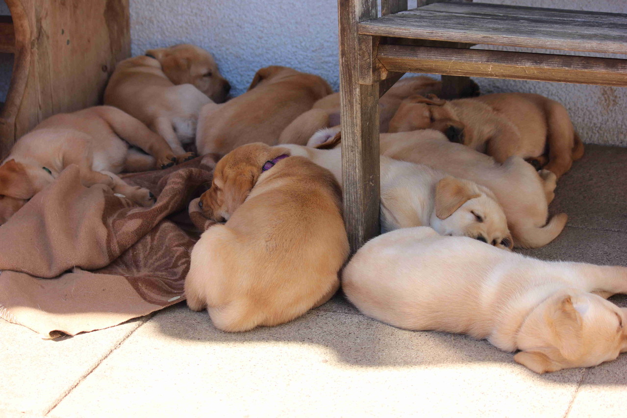 Komplettes Rudelkuscheln auf der Terrasse.