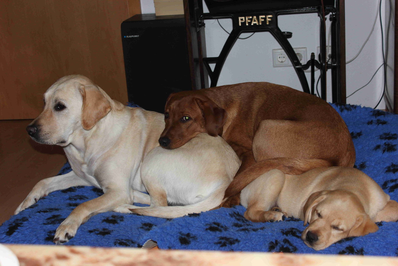 Stella, Moon und Frodo beim Kuscheln.