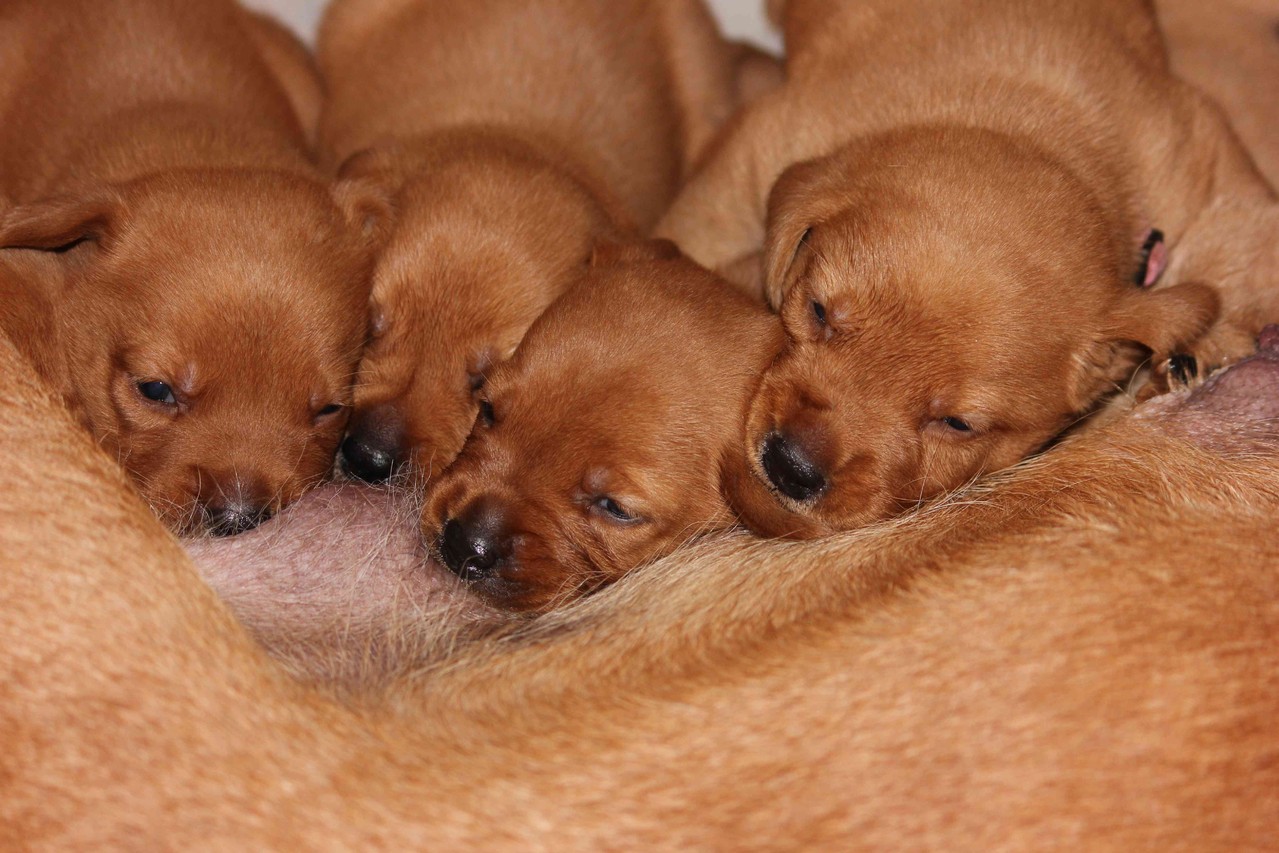 Gruppenkuscheln ...