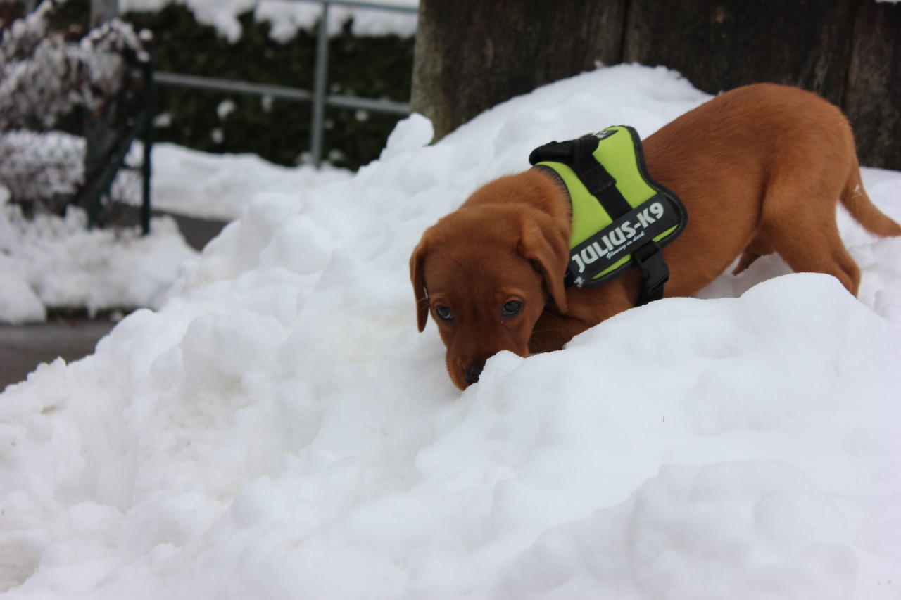 Neujahr 2015: Mein erster Ausflug nach draußen im tiefen Schnee.