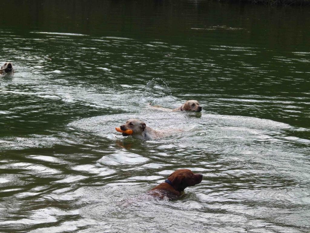 Figurenschwimmen auf höchstem Niveau, ...