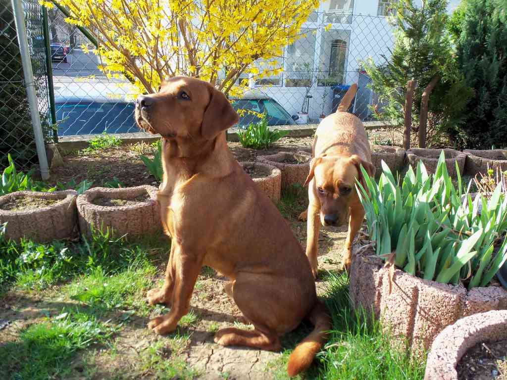 Frühlingsgefühle - unser Fox-Pärchen unterm Forsythien-Busch.