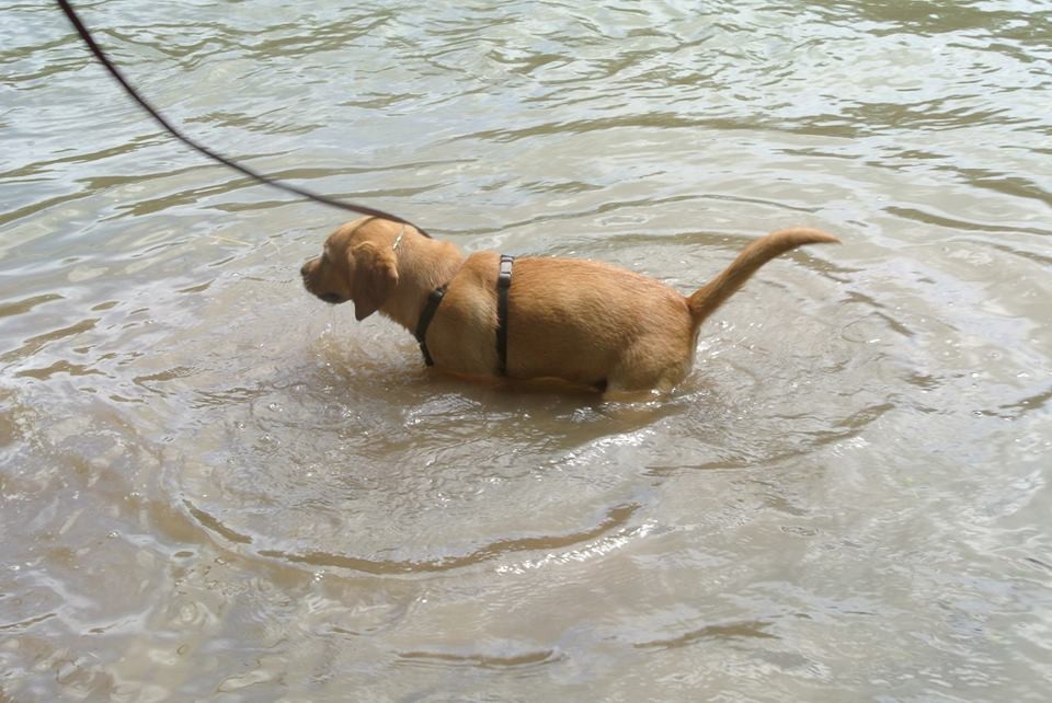 Labrador in Wasser ist noch cooler.