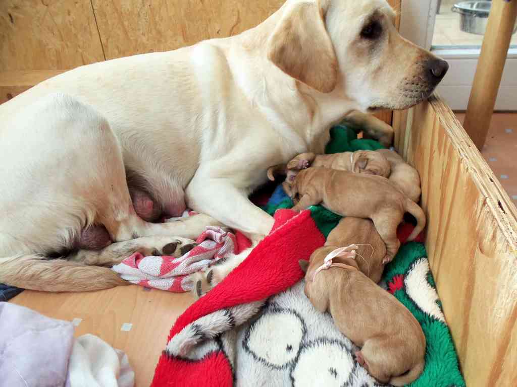 5 Welpen und man sieht die Strapazen in Bounty's Gesicht. Sie hat ganz schnell von Stella gelernt.