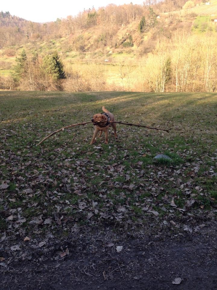 März 2014: Heute mal nur mit kleinem Stöckchen unterwegs. Fällt der Grillabend eben etwas bescheidener aus.