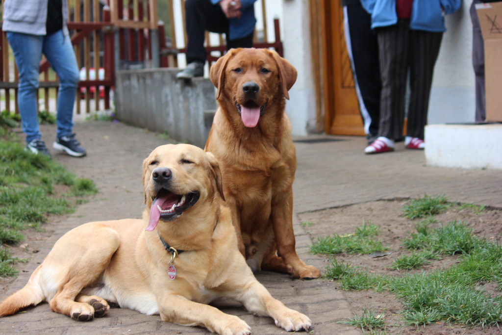 Rocky und Ranger