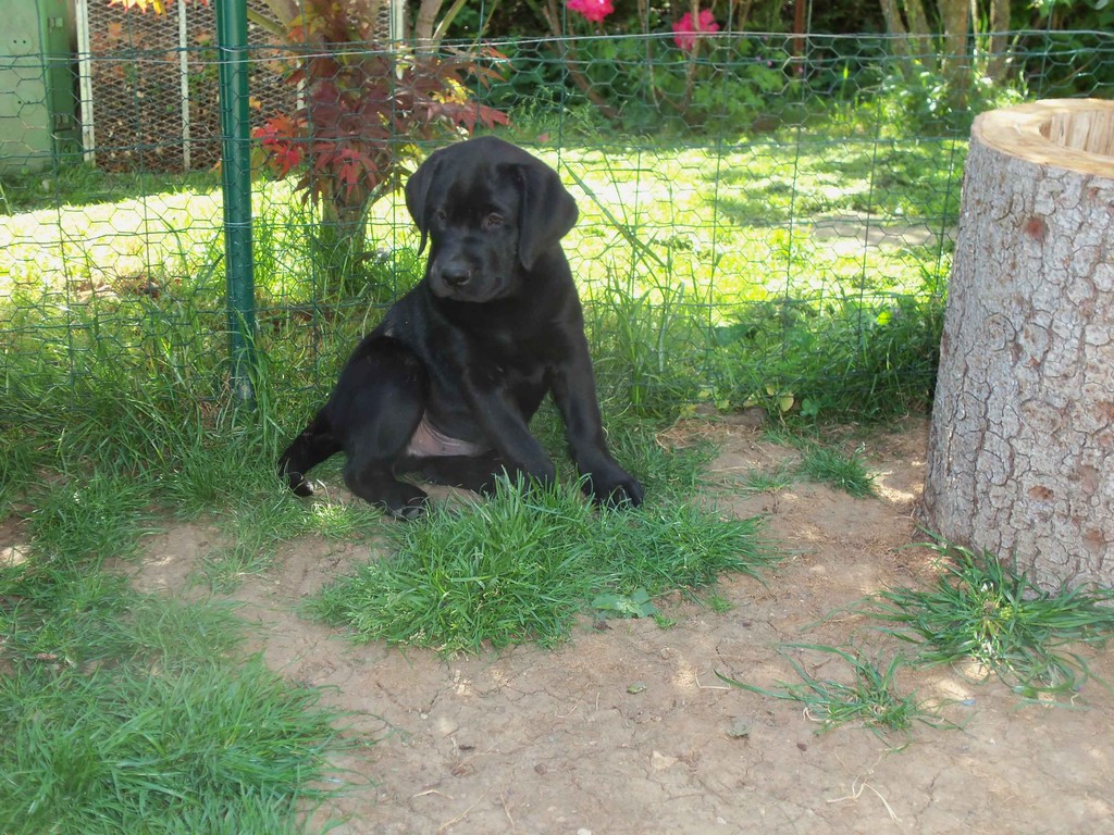 Ich, Camillo, bin noch der Letzte vom C-Wurf. Aber Morgen werde ich abgeholt und dann darf ich in einen riesigen Bauernhof ziehen.