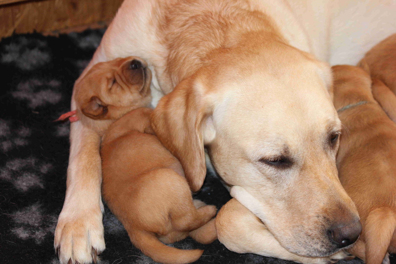 Kuscheln mit Mama ...