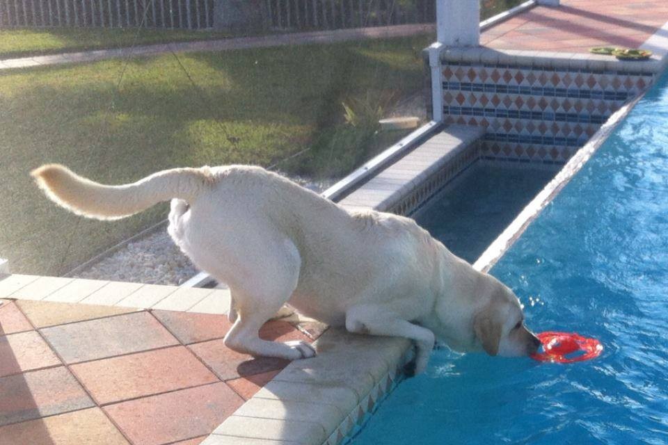 Isininga Labrador - kluger Hund ... Auf die Strömung warten, geht auch ohne Sprung!