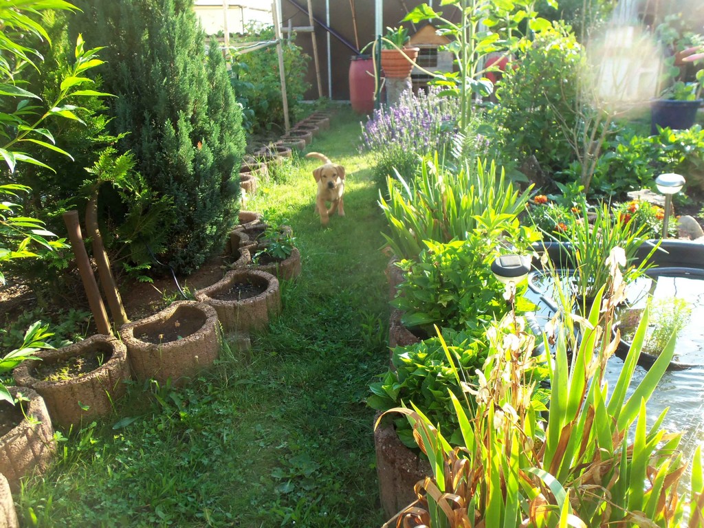 Den Garten hinter dem Zaun haben wir nun auch erobert.