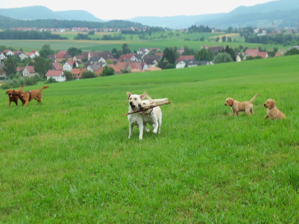 Links die beiden Foxies, in der Mitte die Blondies und rechts die Goldbärchen - schön farblich sortiert.