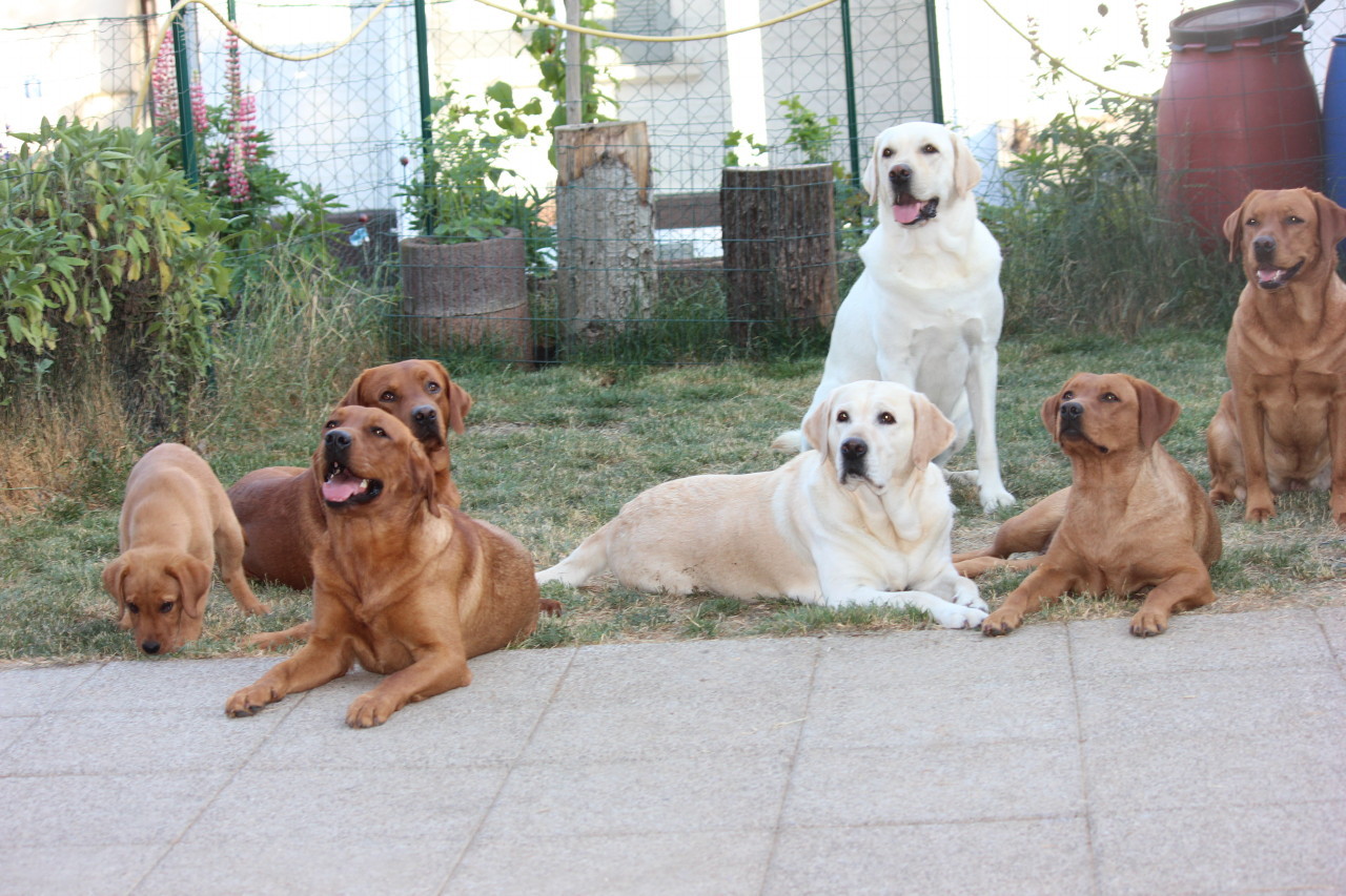 Zusammen mit der ganzen Hundebande