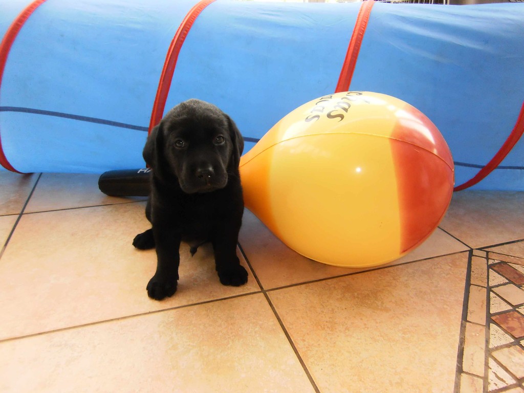 Ihr seid alle so lustig. Ich, Blacky, bin ein wenig traurig. Ich habe noch keine nette Familie gefunden.