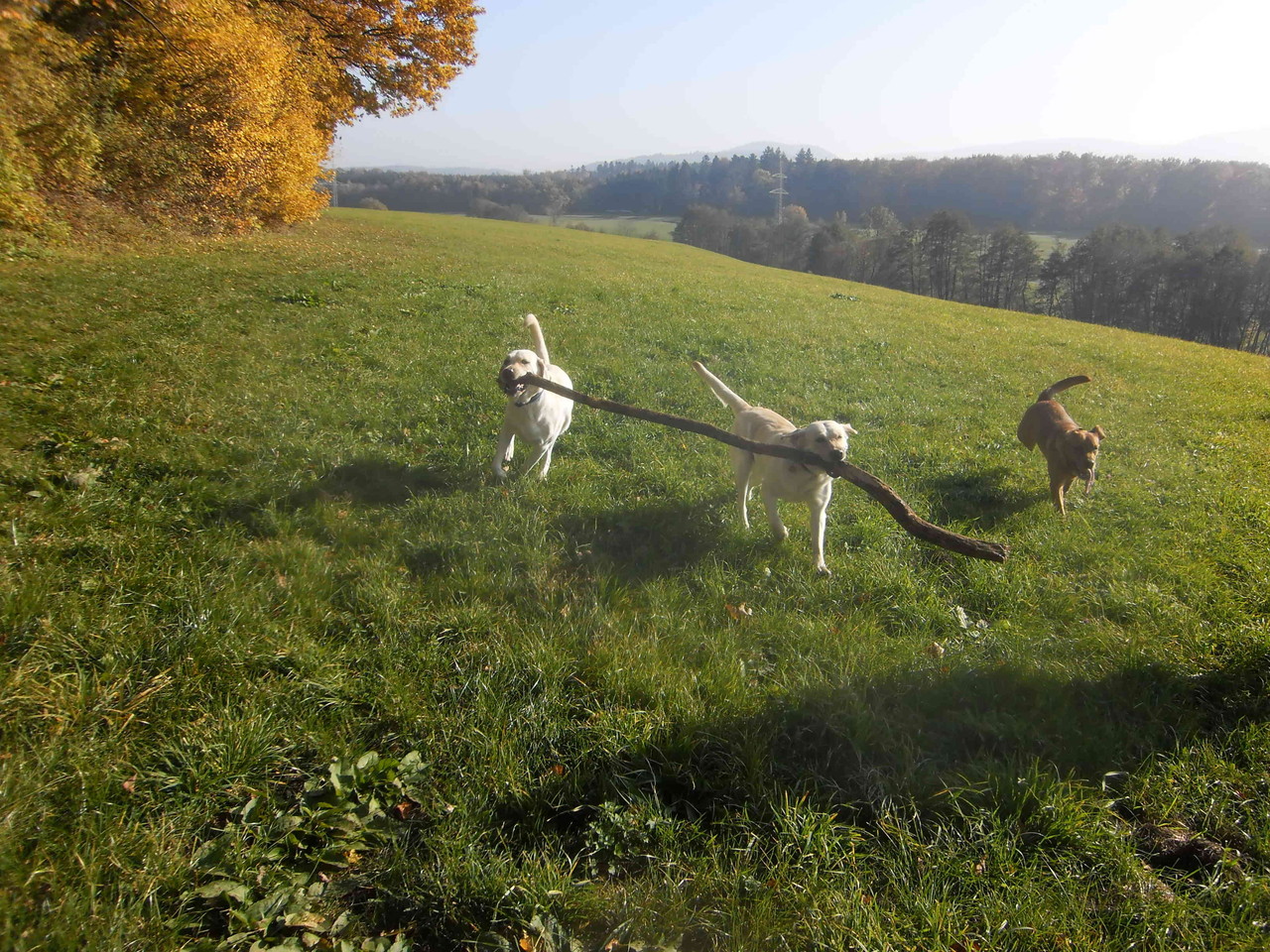 Oktober 2011: Achtung, der Langholzzustellexpress ist mal wieder unterwegs.