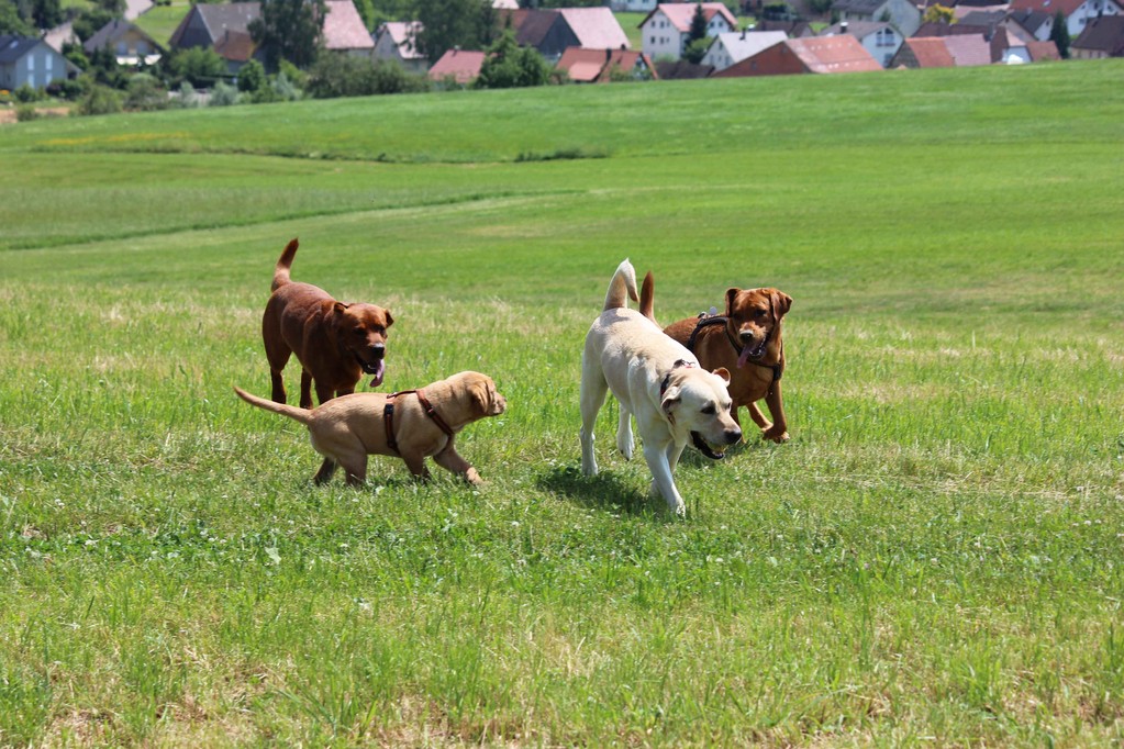 Sommer 2012 - die Wiese gehört uns. Dabei ist Diego.