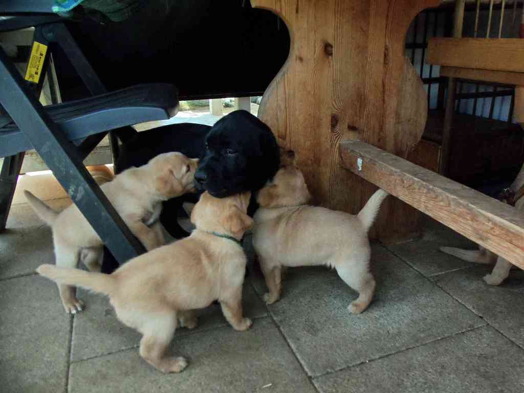 Ach,ich weiß - ein Kuckuckshund.