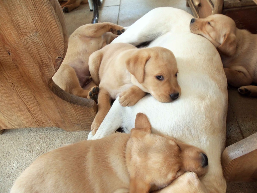 Gruppenkuschelschlafen mit Mama Bounty.