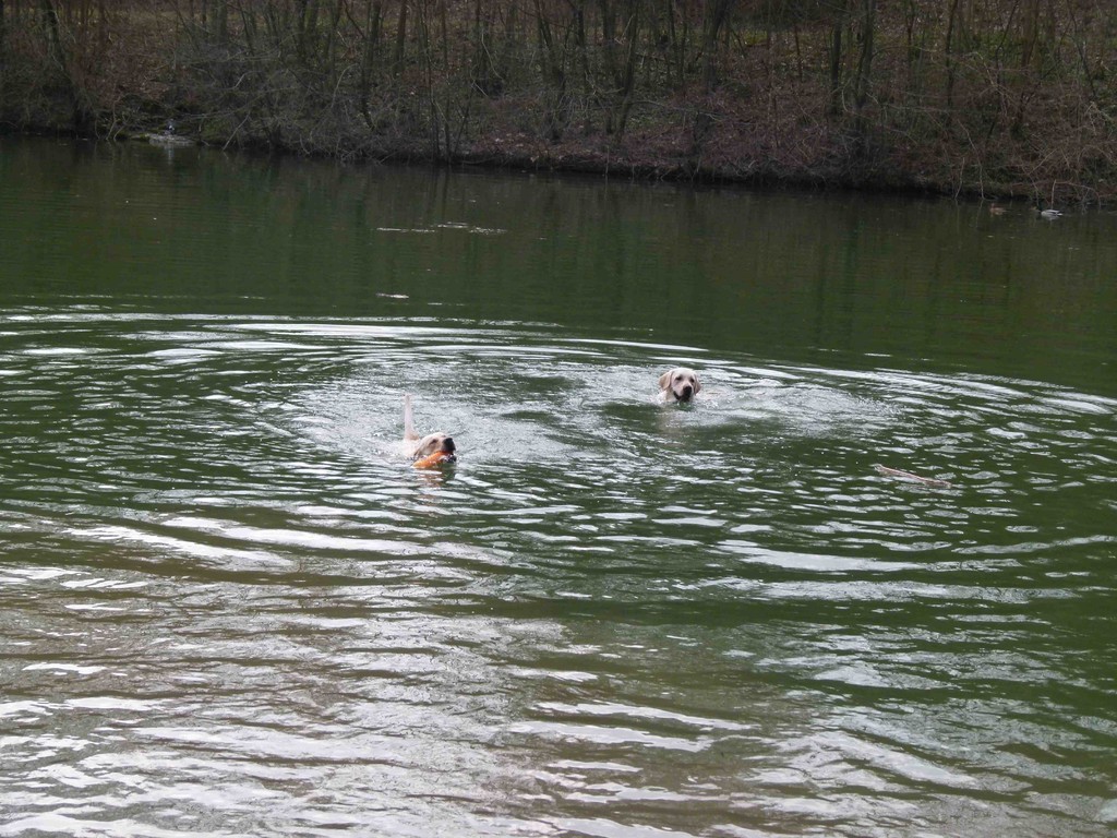 ... oder vielleicht auch eine große Runde mit Amigo schwimmen.