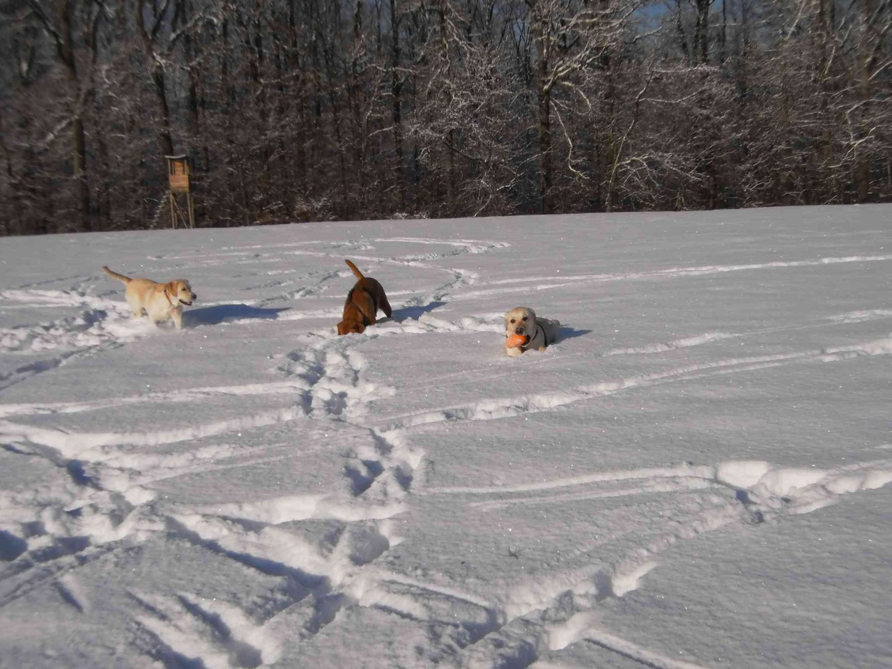 Anfang Dezember 2012: Schnee satt ...