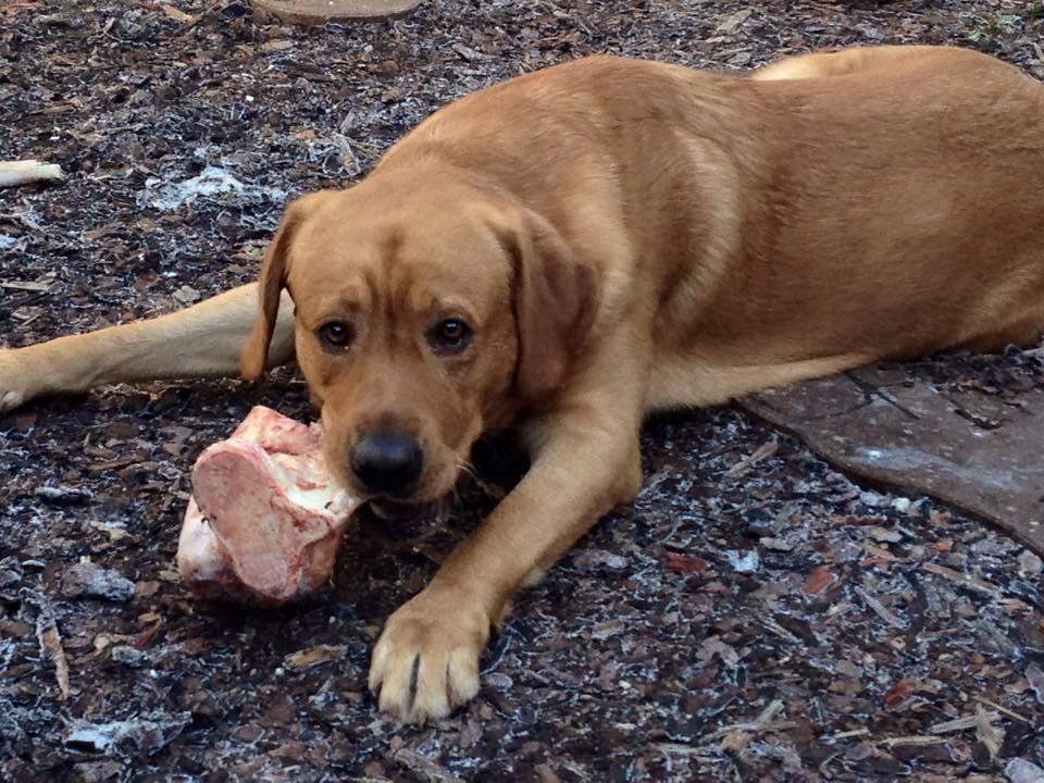 Da hat wohl einer versucht, in meinen Garten einzudringen.