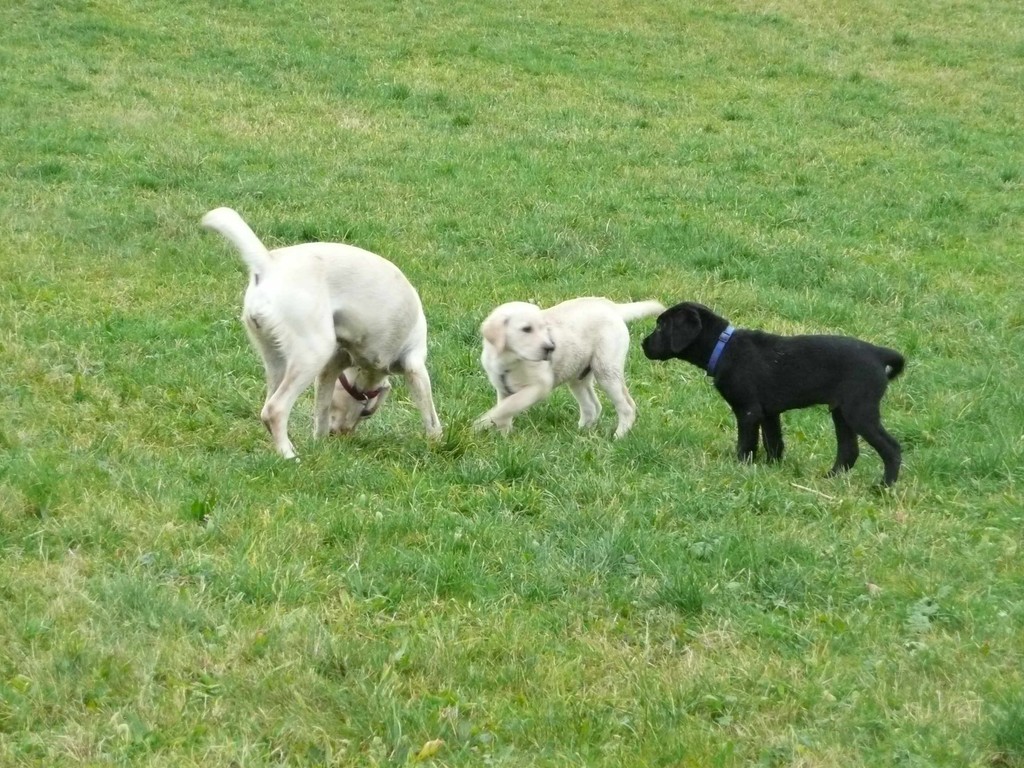 Und auf sie mit Gebrüll.