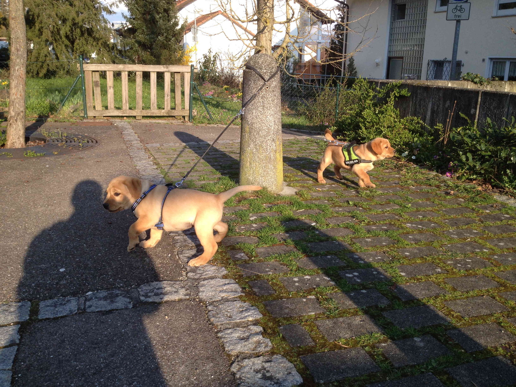 Emma und Leni bei ihrer ersten Gassirunde.