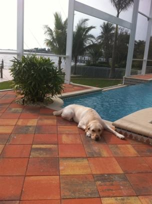 Dezember 2012 - Florida - 20 Grad - abkühlen, schwimmen, ausruhen - hab ich ein anstrengendes Labbileben.