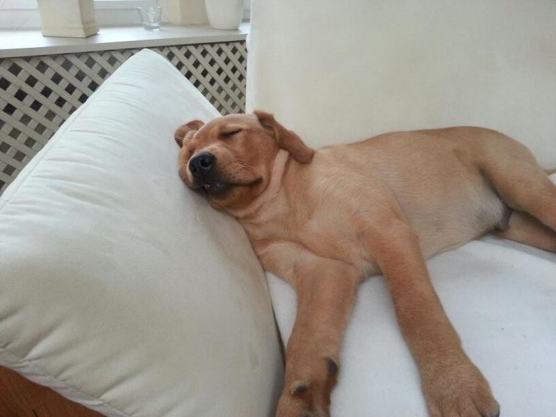 ... Sofa gehört mir!